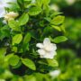 Gardenia Bush – 4.5″ Pot